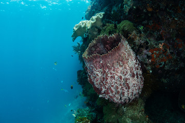 Barrel Sponge Growing on Coral Reef Drop Off in Raja Ampat