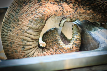 Albino elephant drinking water from tap faucet by use it trunk. An elephant use its trunk to drink water from tap.