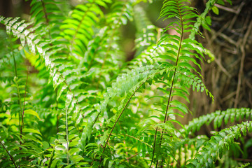 Fresh green leaves of fern in the backyard garden. Detail of beautiful green fern leaves in nature