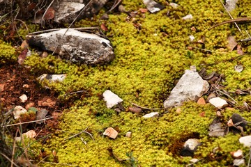 Obraz premium Polytrichum commune texture in the forest