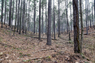 winding dirt hiking path through the words in Georgia