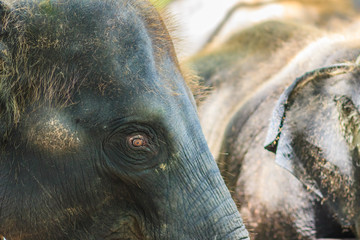 Old and skinny elephant is chained and look very pitiful.