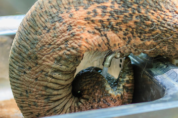 Albino elephant drinking water from tap faucet by use it trunk. An elephant use its trunk to drink water from tap.