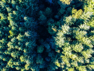 Fototapeta na wymiar Aerial view of a Patagonian pine trees forest, Argentina