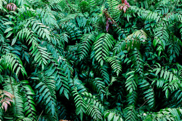 Dark green leaf in tropical jungle nature background