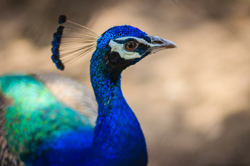 Young peacock male with blue plumage in peacock breeding farm. Beautiful young peafowl male in the public park.
