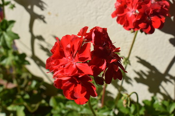 Flor vermelha
