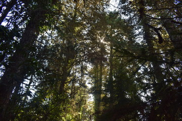 Imensidão de uma floresta