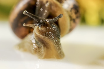 Closeup of a snail in the Studio on a white glossy surface and blurred background in yellow and green