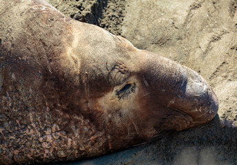 Young Elephant Seal Portrait