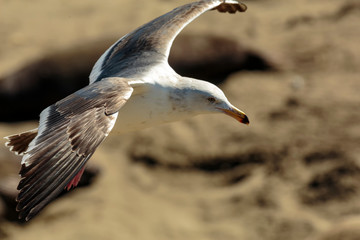 Soaring Gull 3