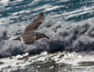 Soaring Gull 4