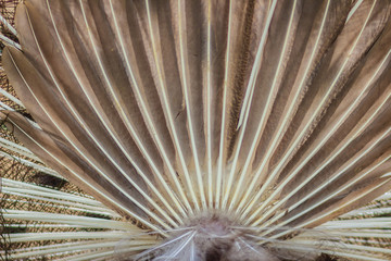 Rear view of male peacock displaying tail feathers. Back view of male peacock during show spread tail feathers in nature