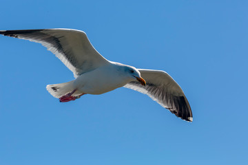 Soaring Gull 5