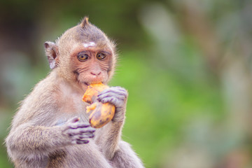 Long-tailed macaque or Crab-eating macaque (Macaca fascicularis) monkey is eating banana from the tourist.