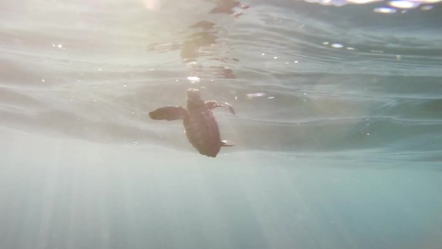 Incredibly rare footage of a baby sea turtle after entering ocean for the first time. 4K footage.
