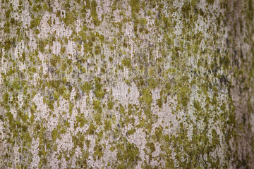Abstract texture of the palm tree trunk with mossy background.
