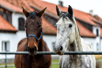 Pferde in einem Gestüt in Polen