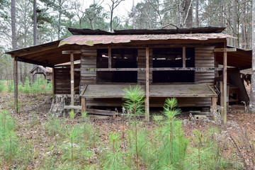 Old Wooden Log Cabin Farmhouse and Farmstead