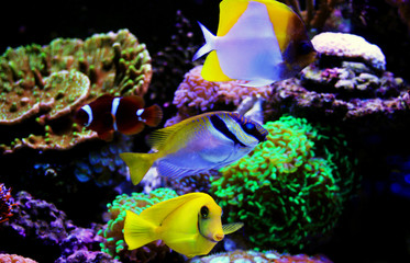 Fototapeta na wymiar Marine fishes in dream coral aquarium tank