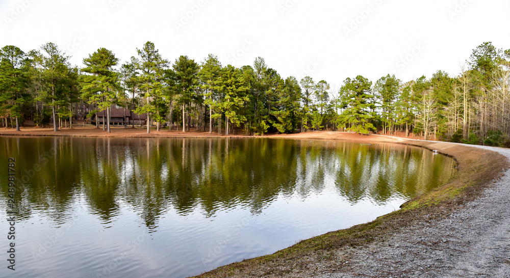 Wall mural Tall Pine Trees reflect on water in Georgia pond