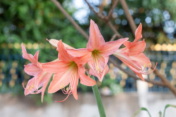 Bouquet beautiful hippeastrum or amaryllis flower on blur nature background.