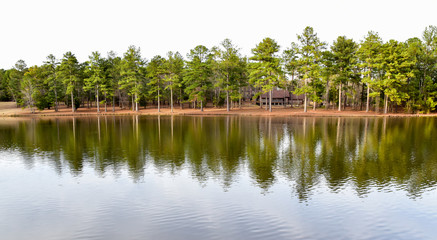 Tall Pine Trees reflect on water in Georgia pond