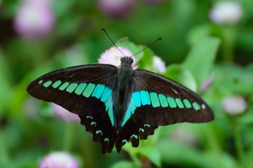 アオスジアゲハ