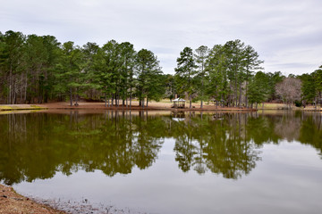 Fototapeta na wymiar Tall Pine Trees reflect on water in Georgia pond