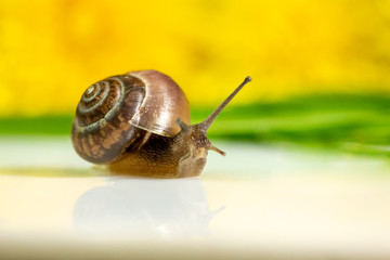 Closeup of a snail in the Studio on a white glossy surface and blurred background in yellow and green