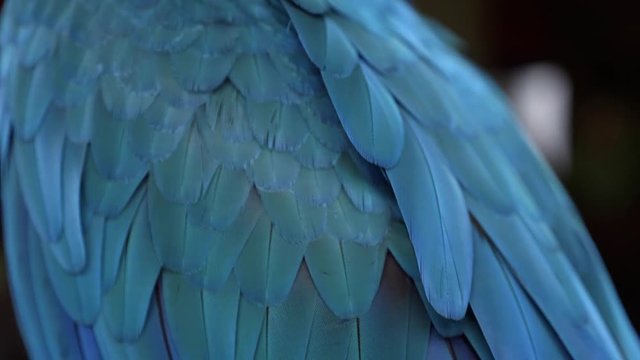 Close up side rear view down back feather details on parrot perched.
