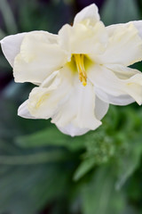 white and yellow flower in bloom