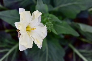 Obraz na płótnie Canvas white and yellow flower in bloom