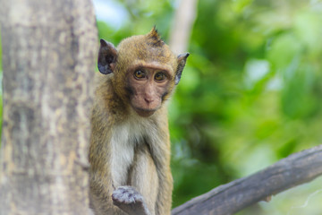 Long-tailed macaque or Crab-eating macaque (Macaca fascicularis) monkey in tropical forest. Portrait of cute monkey with blurry background.