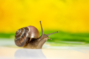Closeup of a snail in the Studio on a white glossy surface and blurred background in yellow and green