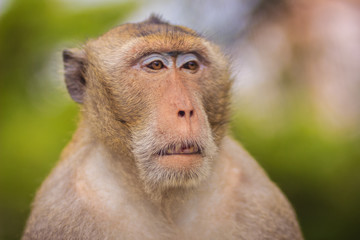 Close up to face of Long-tailed macaque or Crab-eating macaque (Macaca fascicularis) monkey in nature forest. Portrait of cute monkey with blurry background.