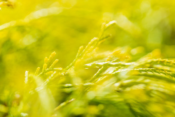 風に揺れるコノテガシワ