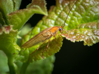 A cockroach sitting on a green leaf