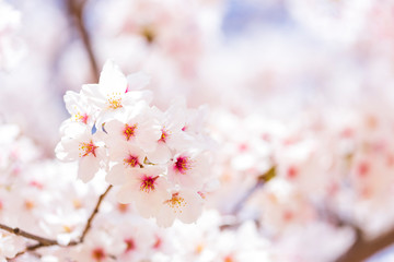 桜