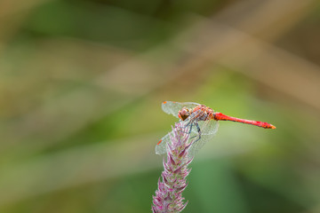 A ruddy darter dragonfly sitting on a purple flower
