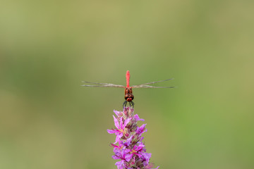 A ruddy darter dragonfly sitting on a purple flower