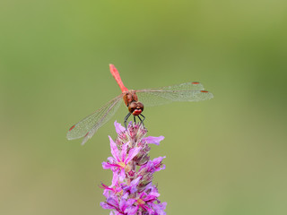 A ruddy darter dragonfly sitting on a purple flower