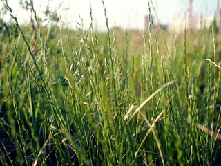 Closeup of grass for background and texture, natural and beautiful with blue sky.
