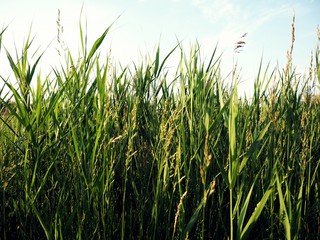 Obraz premium Closeup of grass for background and texture, natural and beautiful with blue sky.