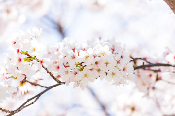 桜
