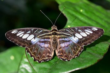 butterfly wings on green garden leaf