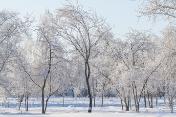Fototapeta na wymiar winter trees in the snow against the sky