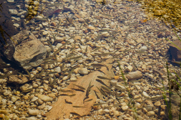 Peixinhos no lago