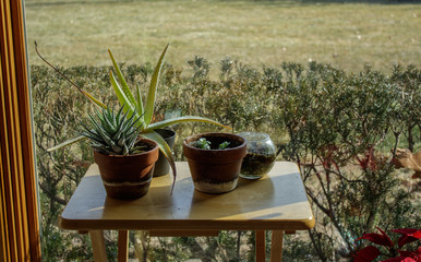Houseplants Near Window at Home