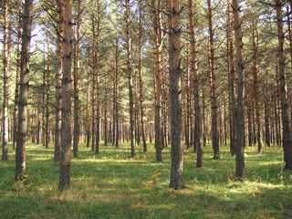 forest